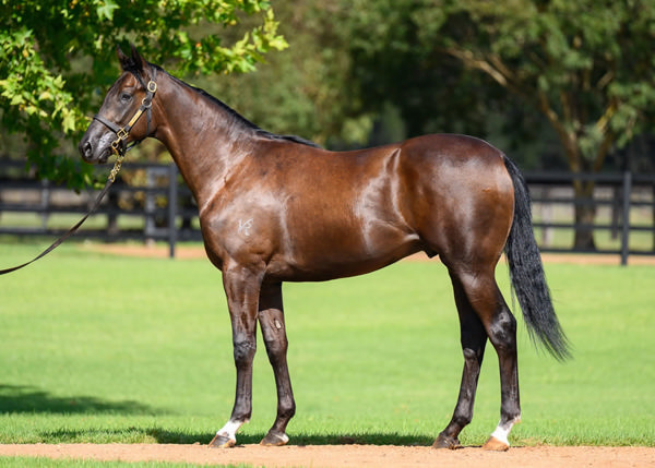 Michelangelo was a $160,000 Inglis Easter purchase from Widden.