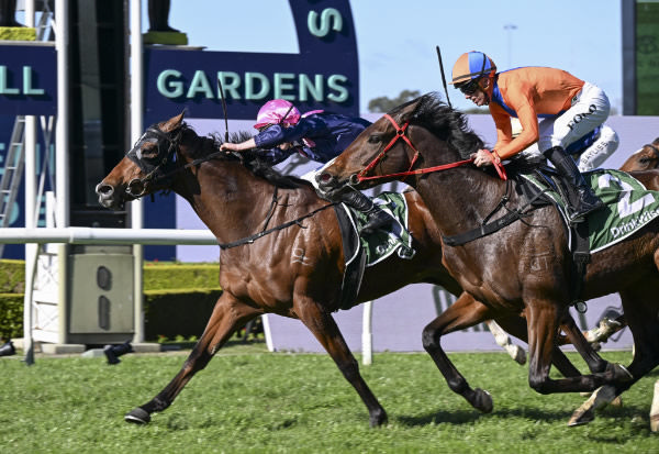 Mickey's Medal breaks through for a well deserved win - image Steve Hart 