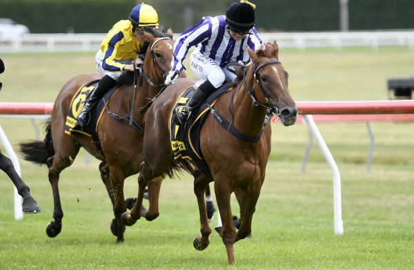 Mid Ocean winning at Taupo on Monday.   Photo: Kenton Wright (Race Images)