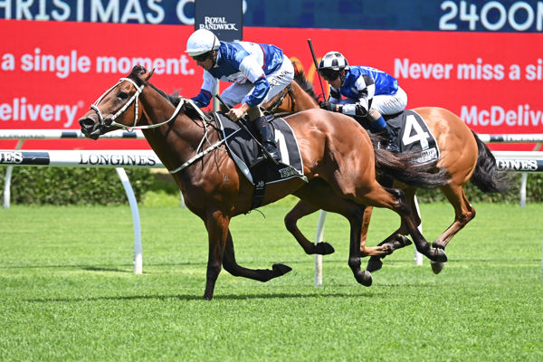 Mightybeel a promising stayer (image Steve Hart)