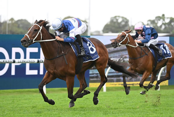 Mightybeel leads home a Kiwi bred trifecta for Chris Waller  - image Steve Hart