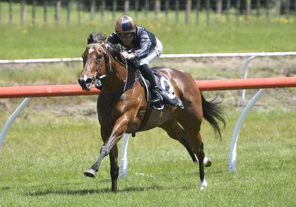 Miss Bo Peep winning at Tauranga on Saturday.   Photo: Kenton Wright (Race Images) 