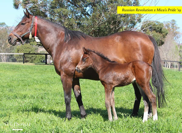 Miss Faberge as a foal at Segenhoe, the last living foal of a much-loved blue hen. 
