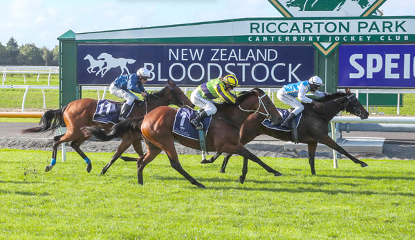Miss Layla refuses to yield as she wins the Listed NZB Airfreight Stakes (1600m) at Riccarton Photo: Race Images South 