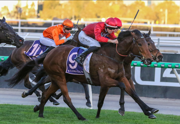 Miss Tarzy came from last win the Leilani Series Final (1400m) at Flemington. Photo: Bruno Cannatelli