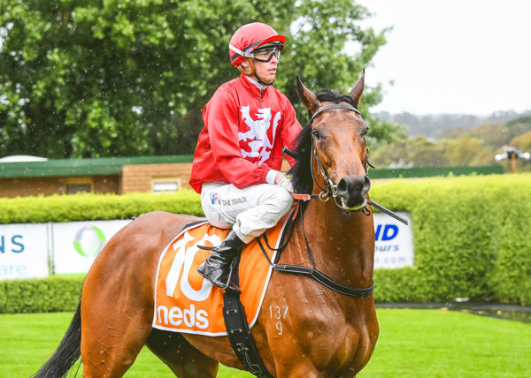 Staying potential Miss Tarzry (image Pata Scala/Racing Photos)