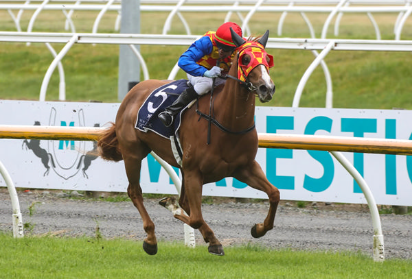 Miss Twinkle will contest the Riccarton Park Tanks Gold Members Two-Year-Old (1000m) on Wednesday. Photo: Race Images South