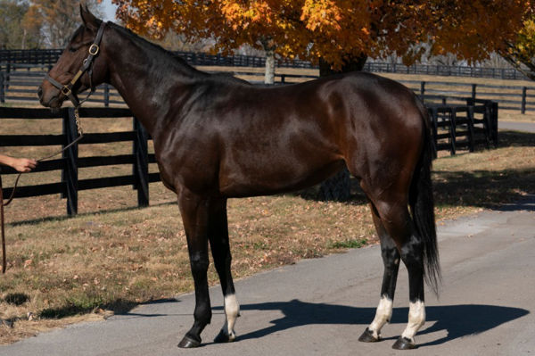 Miss Leslie (Fasig-Tipton)