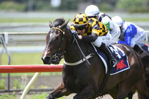 Mollify will contest Friday's The Duncan Dental Tauranga Twilight Cup (2100m). Photo: Kenton Wright (Race Images)