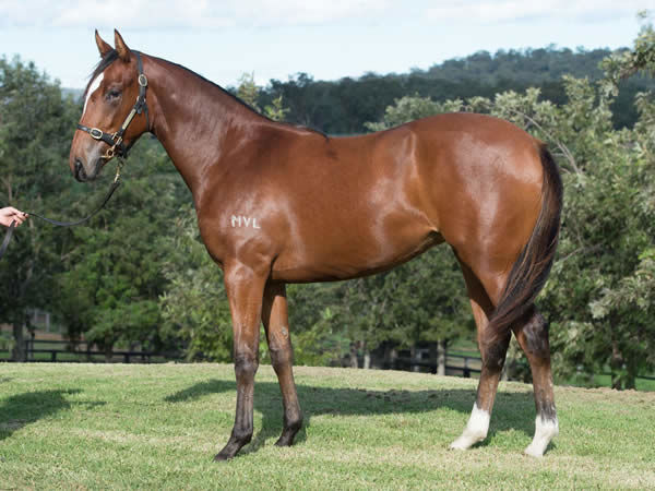 Monegal a $3,000 Inglis Scone yearling