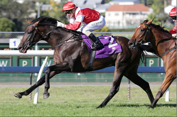 Two time NZ Horse of the Year Mongolian Khan