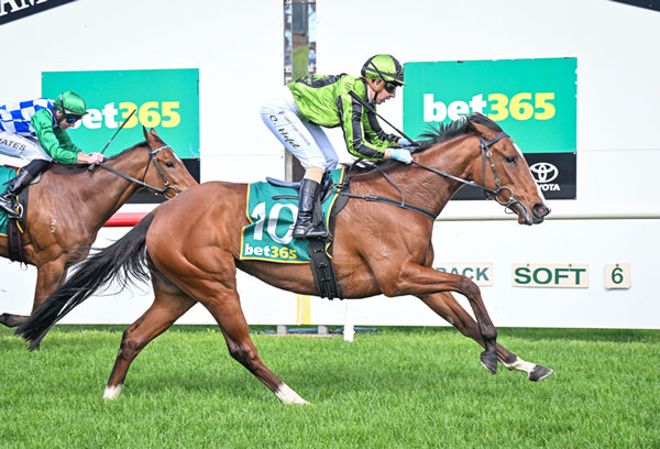 Morisu Oho is among entries for the VRC Oaks - image Racing Photos