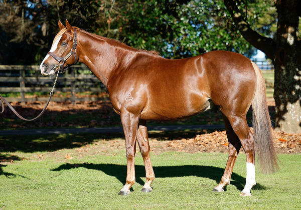 Mr Mozart Stands For NZ $6,000 (plus GST)