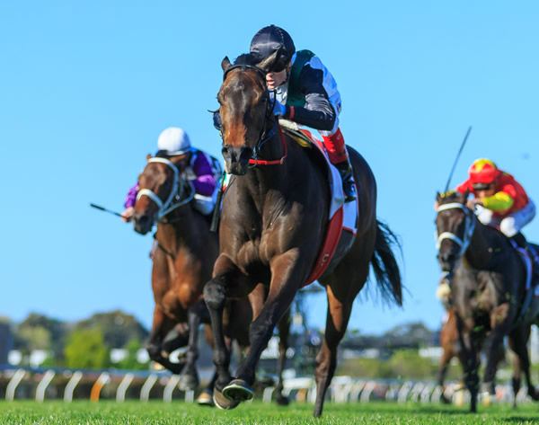 Mr Brightside too good in the G1 Makybe Diva - image Grant Courtney 