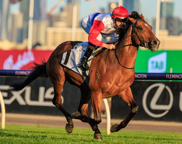 Mr Maestro stakes his Victoria Derby claim - image Grant Courtney