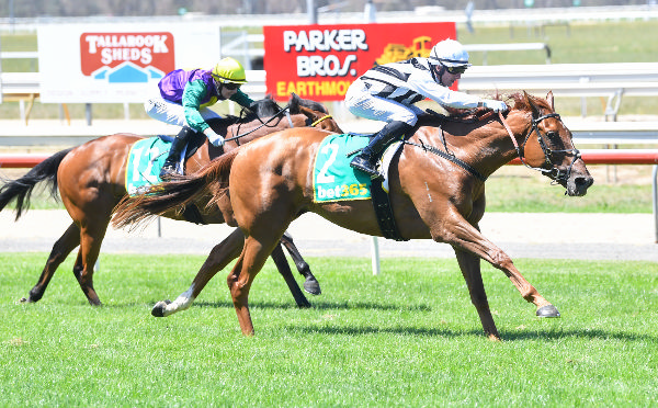 Mr Verse wins at his second start at Seymour - image Pat Scala / Racing Photos