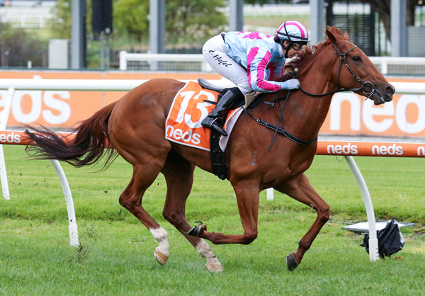 Mrs Chrissie gave a commanding front-running performance at Caulfield. Photo: Bruno Cannatelli