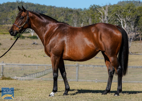 Murasaki is in foal to Frankel.