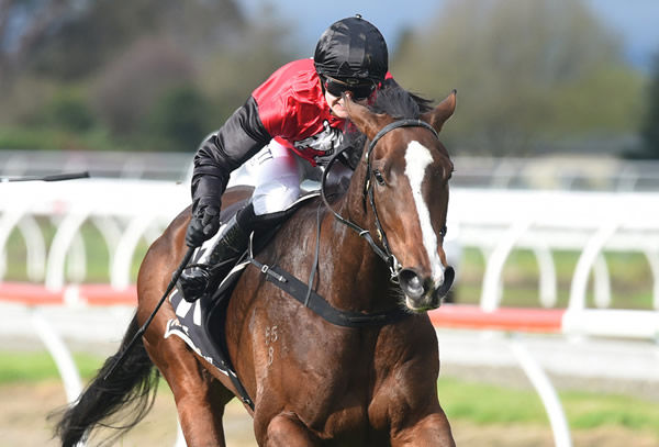 Courtney Barnes is a picture of concentration as she guides Mustang Valley to victory in the Gr.3 Boehringer Ingelheim Metric Mile (1550m) at Awapuni Photo credit: Race Images – Grant Matthew