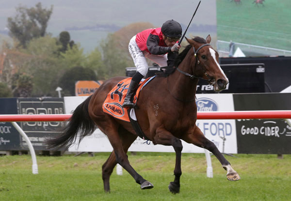 Mustang Valley will contest the Gr.1 Livamol Classic (2040m) at Hastings on Saturday. Photo: Trish Dunell