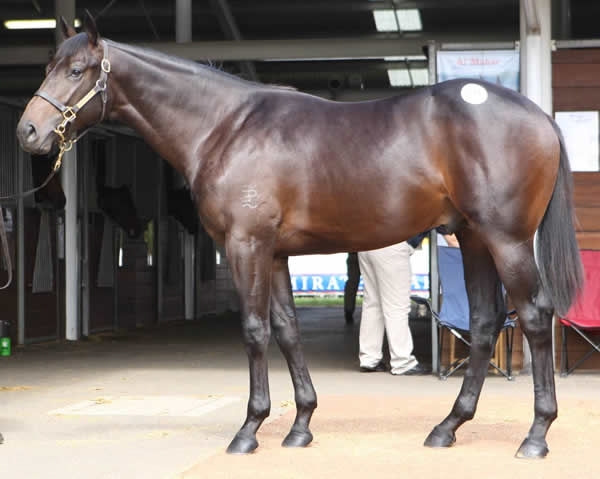 Mutamayez was the top lot at Inglis Easter in 2009 for Emirates Park. 