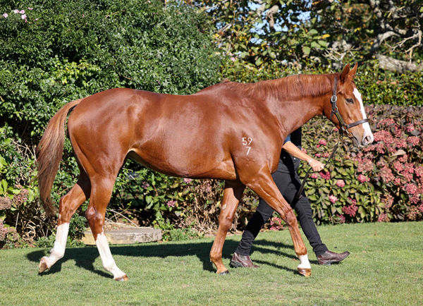 Miss Tycoon Rose is for sale, click to see her page.