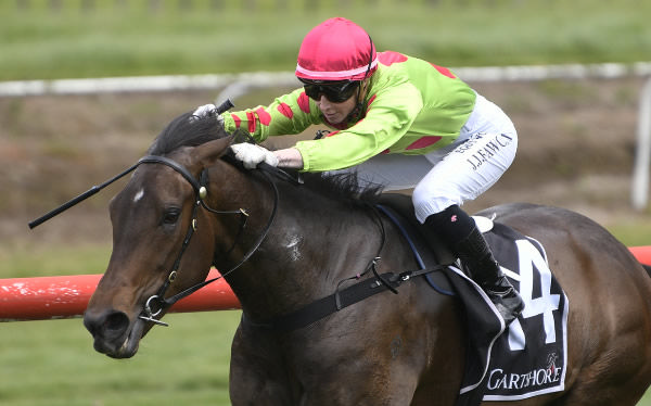 Myakkabelle will contest the Gr.2 Sir Patrick Hogan Stakes (2000m) at Ellerslie on New Year's Day.   Photo: Kenton Wright (Race Images)