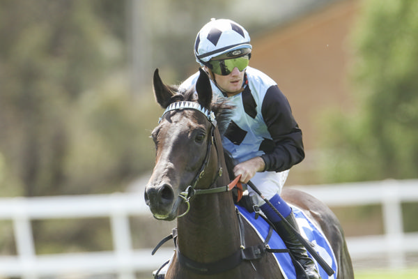 Myalaby was a winner at Muswellbrook on Tuesday for Sebring Sun - image Bradley Photography