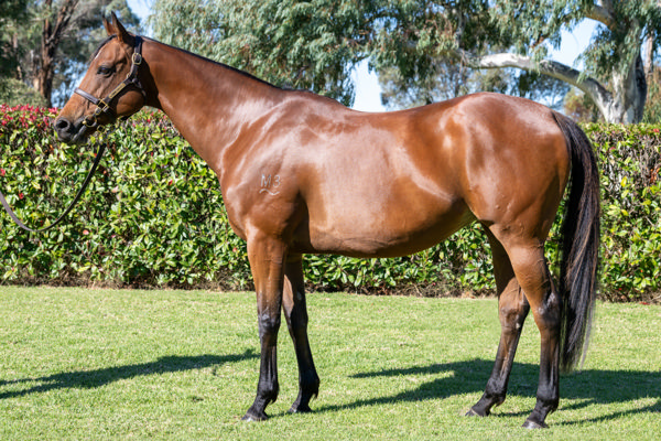 Nafaayes was purchased at Inglis Chairman's Sale last year for $475,000 by Eddie Hirsch.