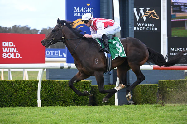 Napoleonic wins by daylight at Wyong - image Steve Hart