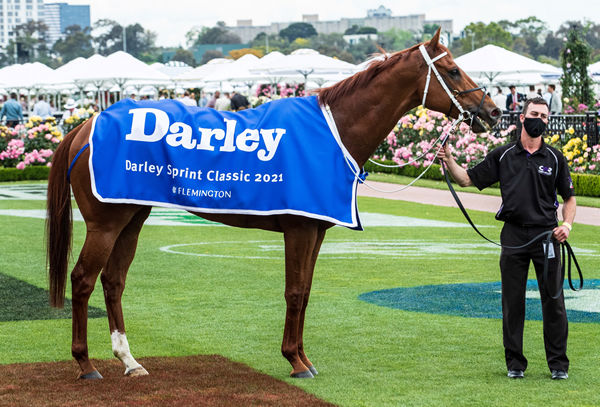 A beast of a horse, Nature Strip makes the Darley winning rug look like a mini skirt! -image Grant Courtney