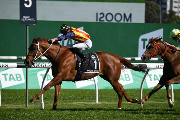 Nature Strip wins the Everest at his third attempt - image Steve Hart