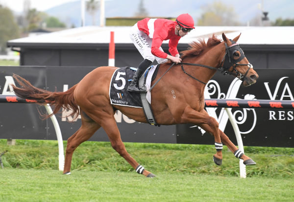 Navigator winning the Vet Services Equine Hawke’s Bay Premier (1200m) at Hastings on Saturday.   Photo: Peter Rubery (Race Images Palmerston North)