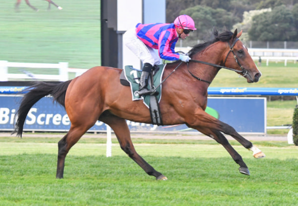 Ndola strolls home to win at Sandown - image Pat Scala/ Racing Photos 