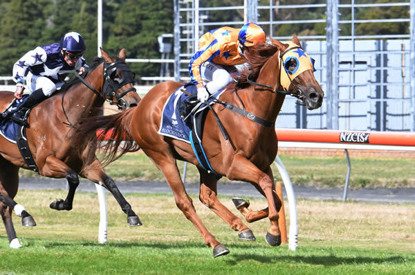 Need I Say More adds to his sparkling race record with victory in the Gr.2 Fusion Electrical Wellington Guineas (1400m) at Trentham Photo Credit: Race Images – Peter Rubery