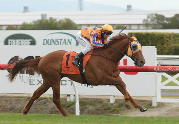 Need I Say More cruises to the winning post well clear of his rivals at Te Rapa Photo: Trish Dunell