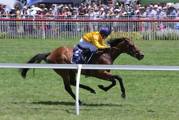 Needle And Thread clears out from her rivals to win the Gr.2 Valachi Downs Royal Stakes (2000m) Photo credit: Trish Dunell 