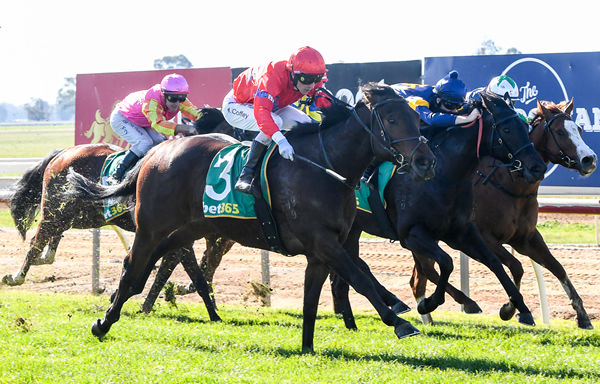 Negotiations scores on debut - image Brett Holburt / Racing Photos