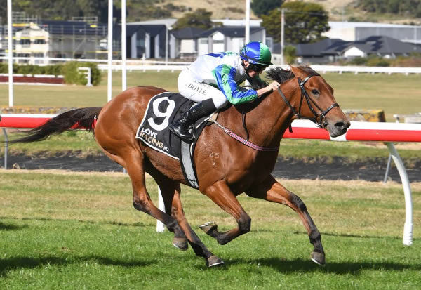 Joe Doyle drives Nereus to victory in the Gr.2 City Of Palmerston North Awapuni Gold Cup (2100m) at Trentham on Saturday.  Photo: Race Images PN