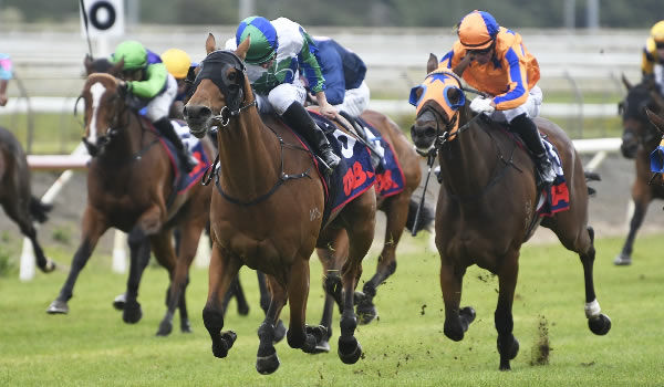 Nereus winning the Gr.3 TAB Counties Cup (2100m) at Pukekohe on Saturday.   Photo: Kenton Wright (Race Images)