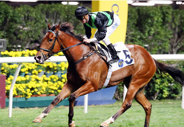 Nervouw Witness was back in business at Happy Valley on Wednesday night - image HKJC