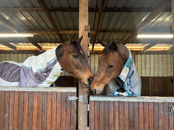 G2 winner and $500,000 earner New Mandate (IRE) is new to Daybreak Farm, he's on the left and Pie on the right!