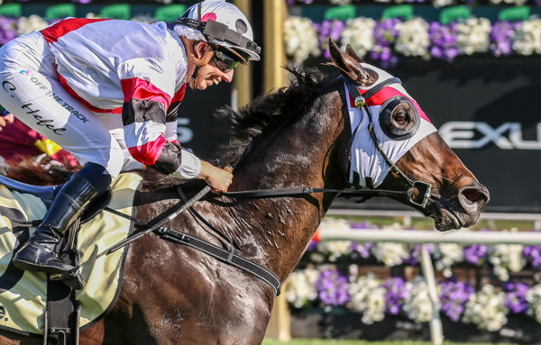 New York Lustre claims her first stakes win at Flemington on Derby Day - image Grant Courtney