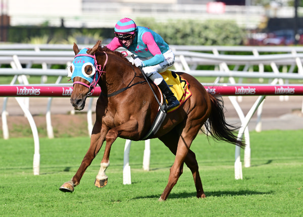 Nikau Spur winning the Listed Queensland Cup (2400m) at Eagle Farm on Saturday.   Photo: Grant Peters