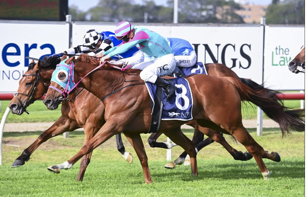 Nikau Spur claims a last-stride victory in the Listed New Zealand Bloodstock Beauford (2300m) at Newcastle on Saturday.  Photo: bradleyphotos.com.au