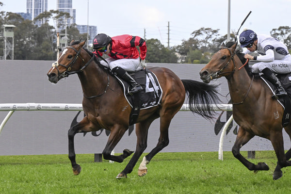 Ninja Holds On In A Close Finish - Image Bradley Photos
