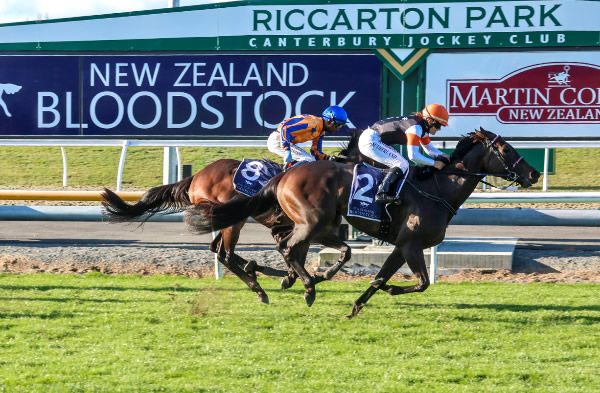 No Rain Ever winning the Listed Warstep Stakes (2000m) at Riccarton last Saturday.  Photo: Race Images South