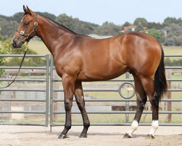 Nistaan as a yearling