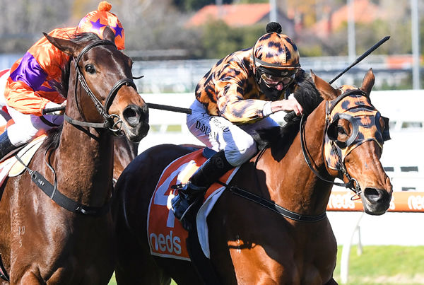 No Effort in the leopard print scores a narrow win at Caulfield - image Pat Scala / Racing Photos