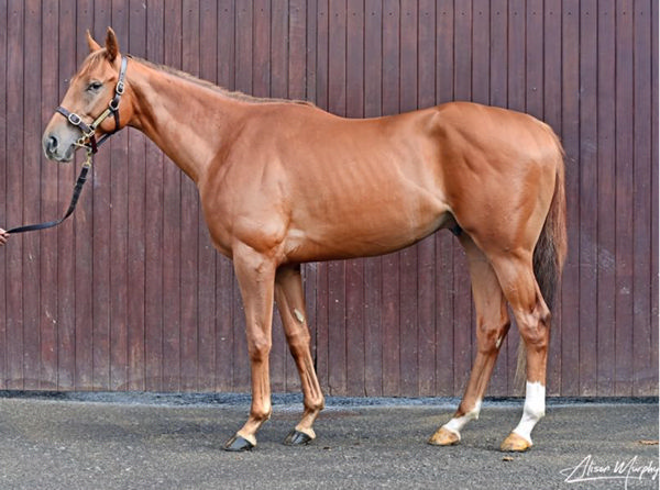 Noelan Star is a 2YO son of Starspangledbanner.